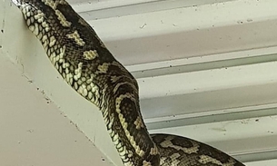 Foto de cobra fazendo cocô gigante viraliza na web; Confira imagem