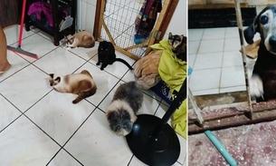 Hotel clandestino para cães e gatos é autuado pelo Conselho Veterinário em Manaus