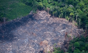 Desmatamento foi identificado com imagens de satélites. Foto: Divulgação/ Greenpeace