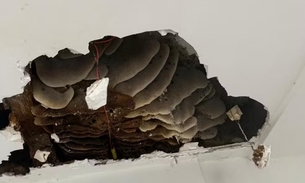 Colmeia encontrada no teto - Foto: Arquivo pessoal