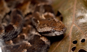 Imagem ilustrativa de serpente do gênero Bothrops, que inclui espécies como a jararaca e a jararacussu.  tipo Foto: Pixabay
