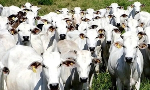 Foto: Agência Brasil/ASCOM ADEPARÁ