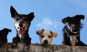 Foto: ilustrativa Pexels