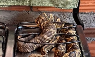 Visita inesperada: Morador encontra cobra cascavel no fogão de casa