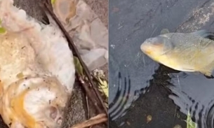 Piranhas são encontradas nas ruas em meio às enchentes no Rio Grande do Sul