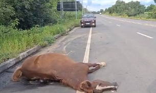 Égua morre atropelada por carro na AM-070