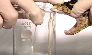 Foto: Instituto Vital Brasil