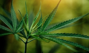 Foto: Reprodução/Freepik