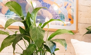 Lírio-da-paz. Foto: Divulgação