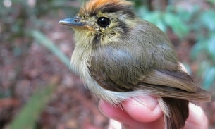 Pesquisa acompanhou 77 espécies de aves migratórias em Centro de Biodiversidade da Amazônia / Foto: Divulgação