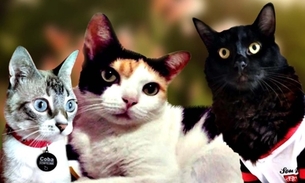 Dia mundial do gato: conheça 7 curiosidades sobre os felinos
