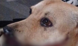 Caramelo deve passar por cirurgia hoje - Foto: Divulgação 