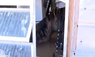 Cavalo ficou preso em casa - Imagem: Reprodução