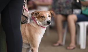 Castramóvel abre agendamento para o bairro Cidade de Deus; confira