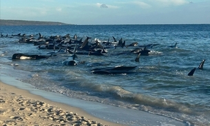 Mais de 100 baleias-piloto ficam encalhadas em praia na Austrália
