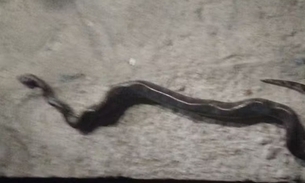 Foto: Reprodução / Jornal Meio Dia