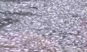 Centenas de peixes mortos são encontrados em lago de Manaus