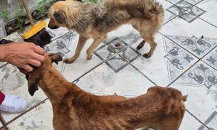 Desnutridos e infestados de carrapatos, cachorros são resgatados de casa no Novo Aleixo