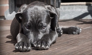 Páscoa: veterinária orienta sobre riscos ao dar chocolate para cães e gatos