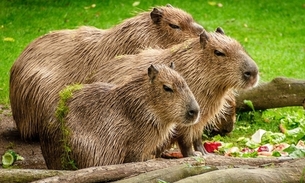 Foto: Reprodução/Pixabay