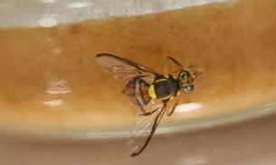 Foto: Adilson Lopes Lima/Embrapa