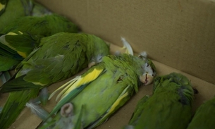 Foto: Joedi Porto/Sepet