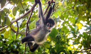 Foto: Reprodução/Guia Animal