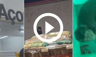 Vídeo: Macaco invade supermercado e é flagrado bebendo cerveja 