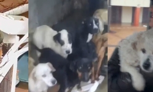Vídeos mostram animais ilhados pela chuva sendo resgatados no RS