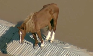 Cavalo fica ilhado em telhado de casa no RS; vídeo 
