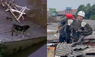 Cachorro ilhado em telhado no RS é resgatado por equipe de resgate de Manaus
