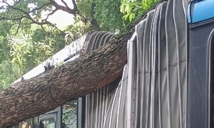 Ônibus 640 fica preso em tronco gigante de árvore em Manaus; vídeo