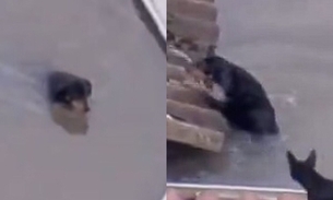 Desesperador: cachorro tenta escapar da enchente subindo em telhado no RS