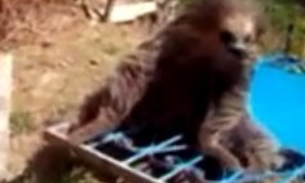 Equipe da Capitania dos Portos salva preguiça real no rio Tarumã