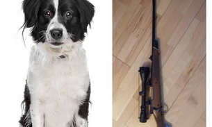 Cachorro “atira” em dono com rifle .300