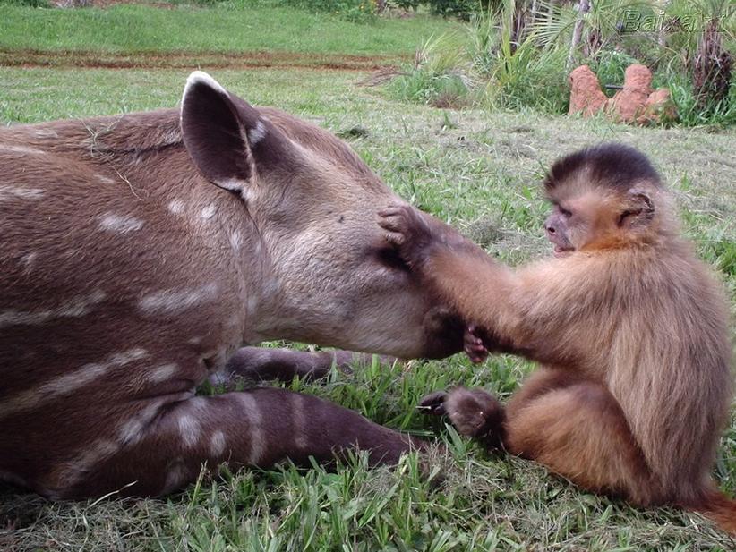 7 ideias de Macaco aranha  macaco aranha, macacos, primatas