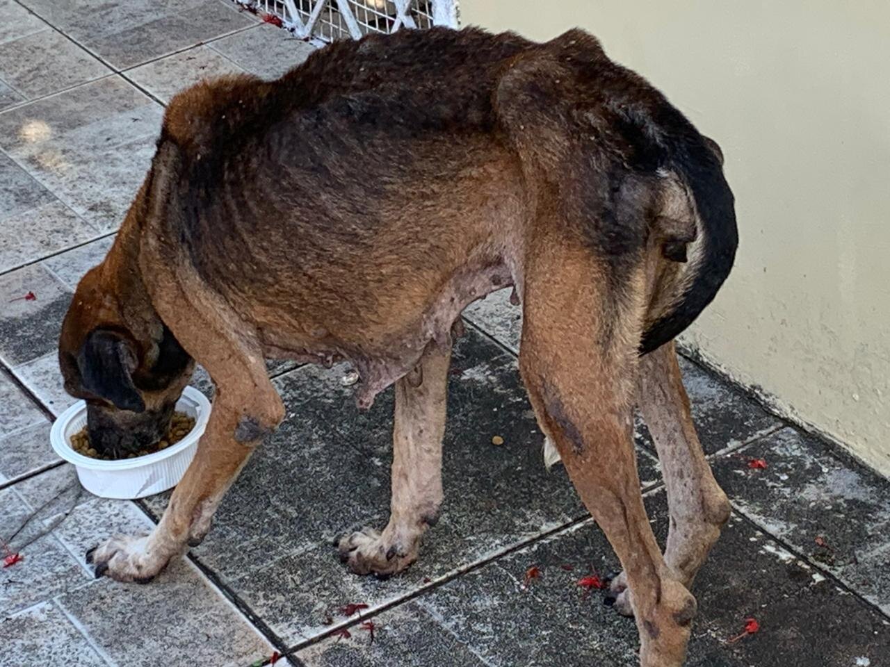 Foto: Divulgação/PC-AM