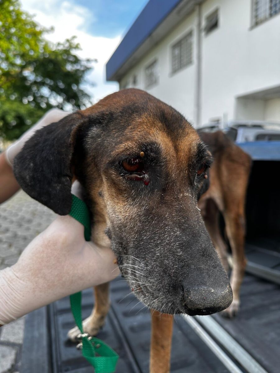 Foto: Divulgação/PC-AM