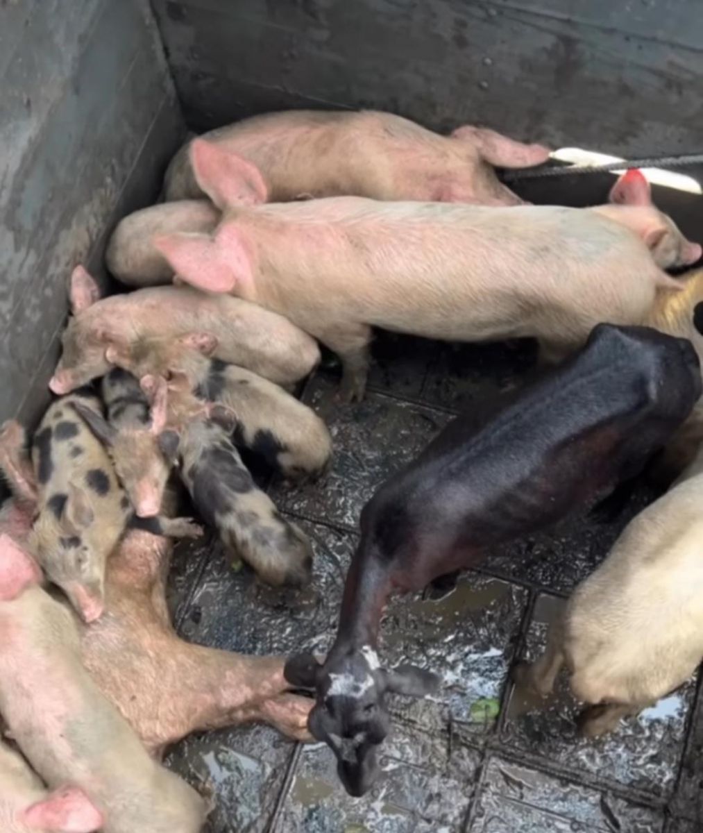Mais de 30 animais foram resgatados - Imagem: Reprodução/Instagram