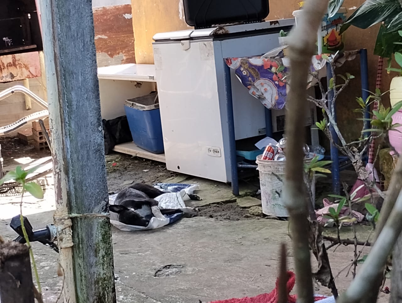 Cão estava morto na entrada - Foto: Caio Guarlotte/ Portal do Holanda 