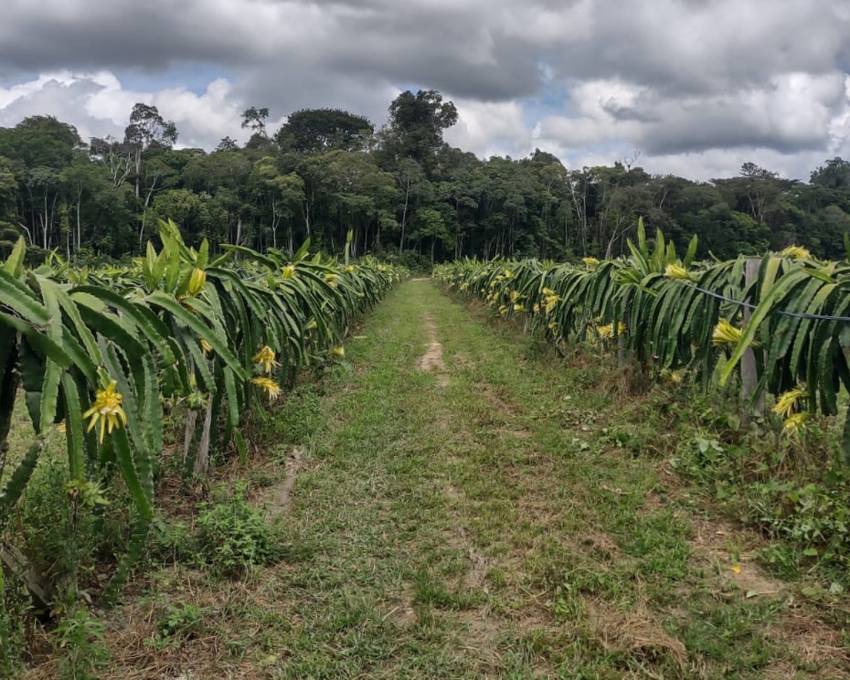 Foto:  Idam/Ivy Marcelle / plantação de pitayas