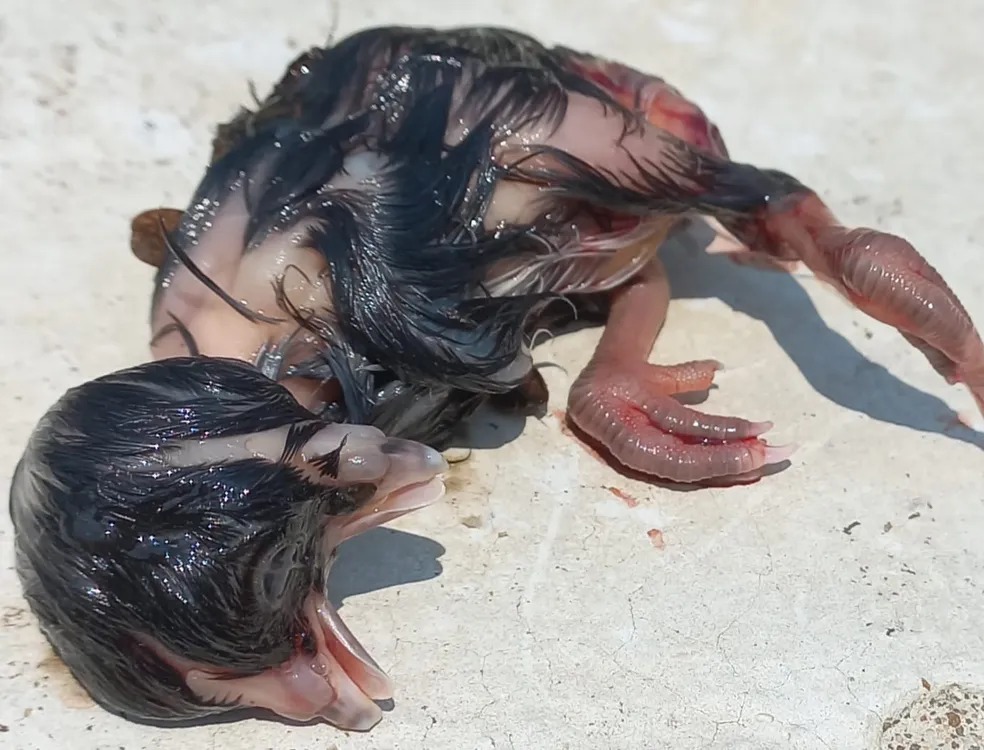 Pinto nasceu com duas cabeças em Jaru, Rondônia — Foto: Valdemiro de Oliveira/Arquivo Pessoal