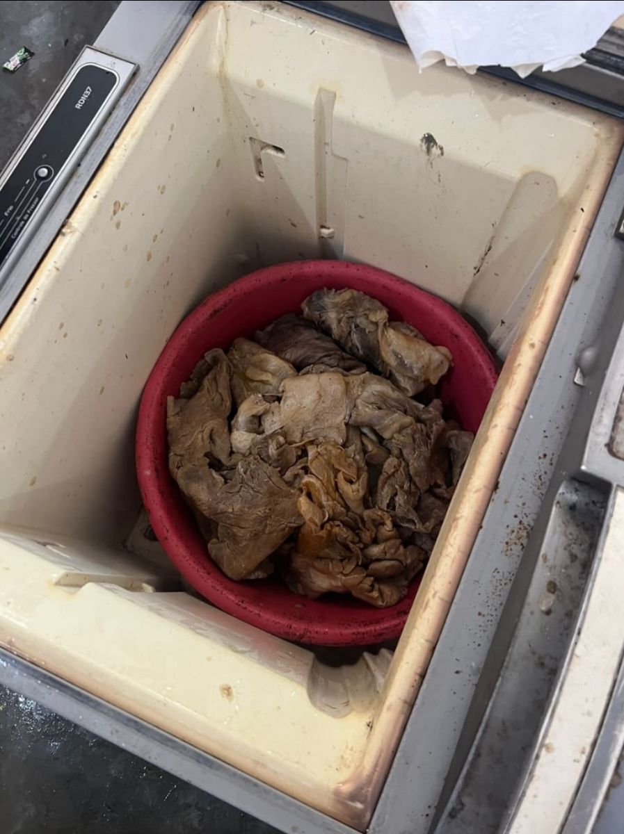 Foto: Divulgação Ibama Amazonas