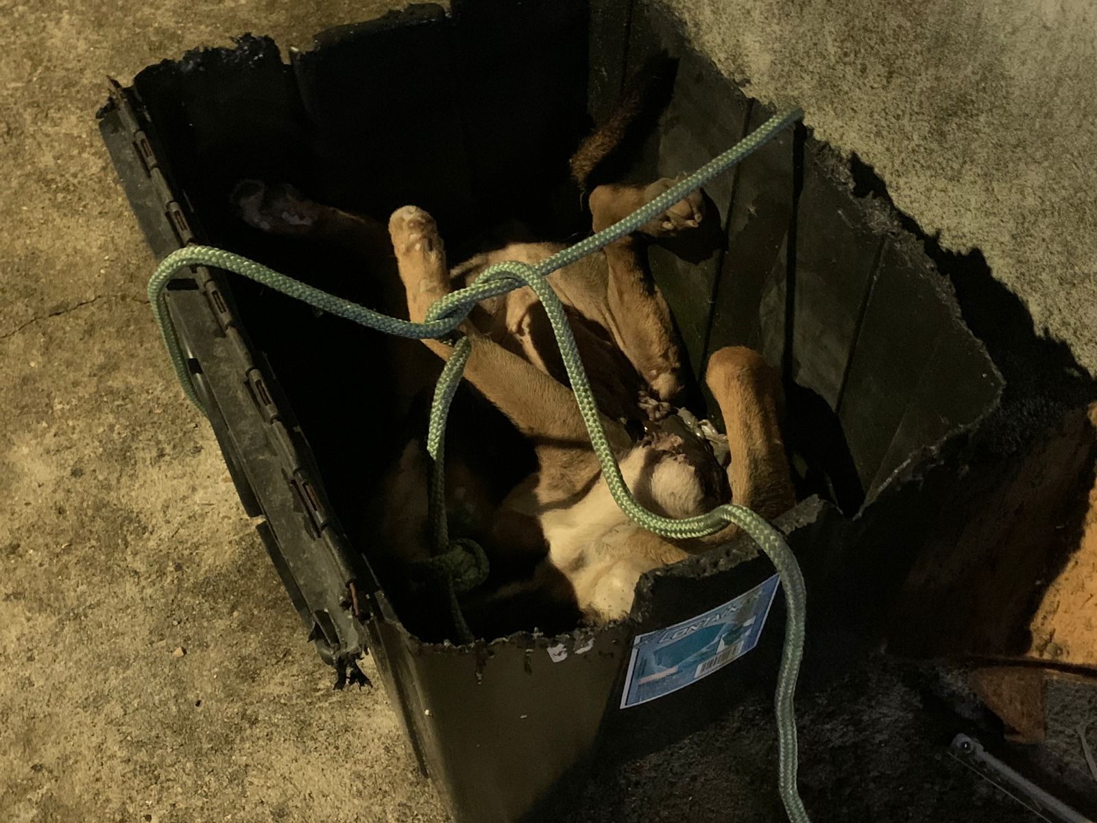 Moradores conseguem remover cadáver de cachorro que estava sendo comido /Foto: Caio Guarlotte / Portal do Holanda