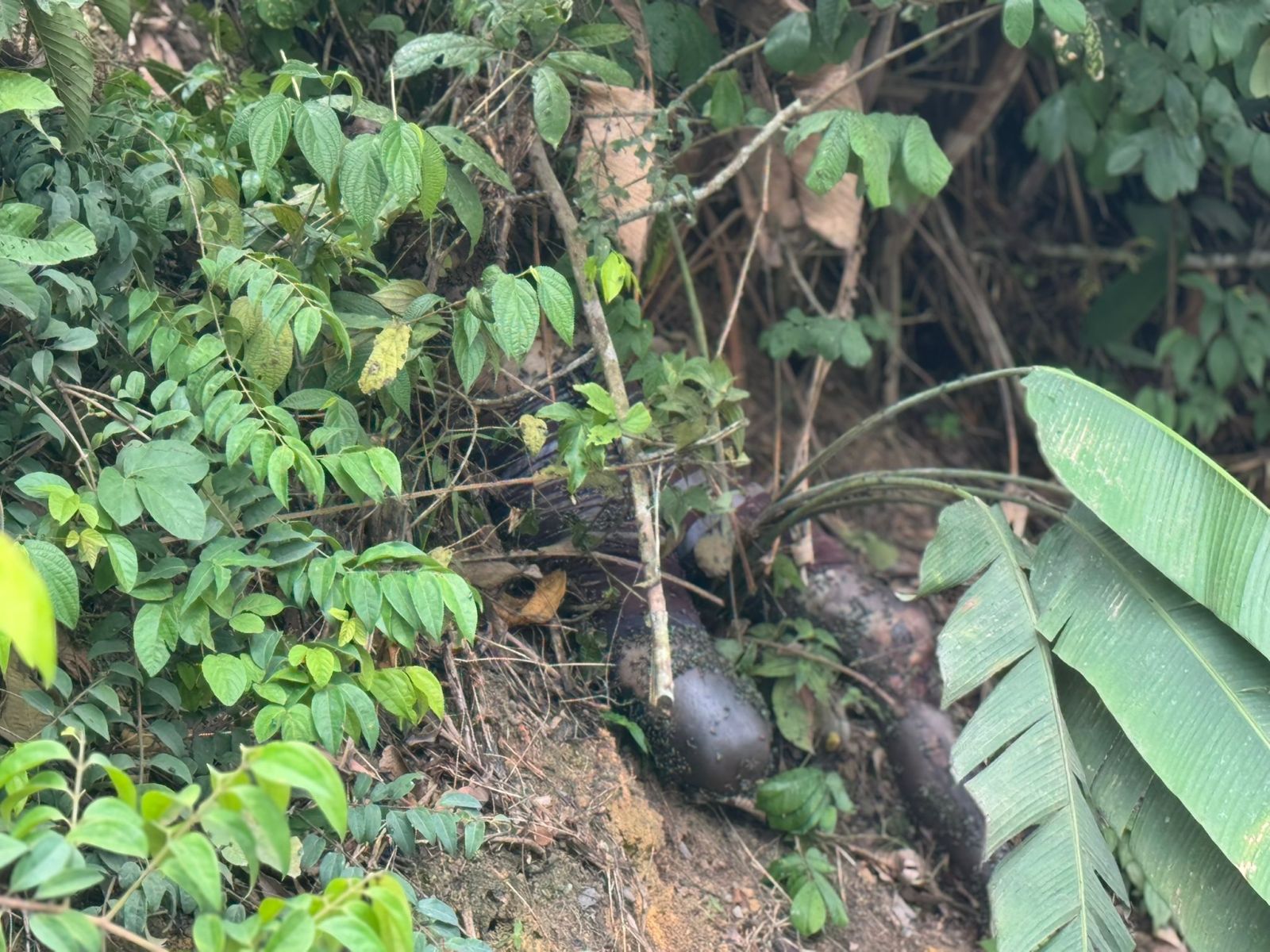 Foto: Neto Silva / Portal do Holanda