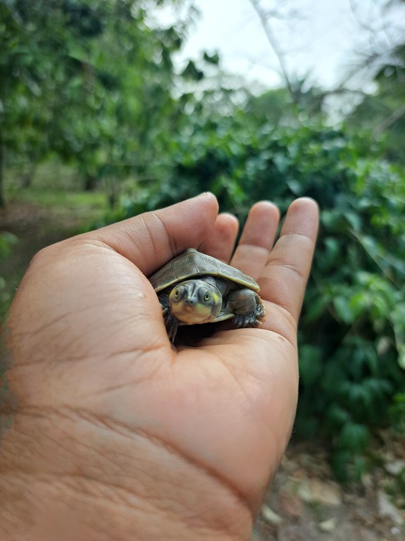 Foto: Divulgação PQA/AM