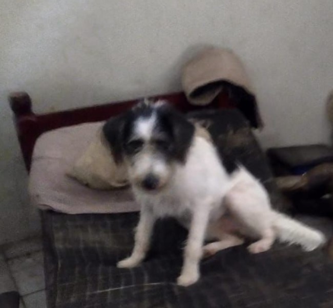 Cadela de estimação de Mário - Foto: Divulgação 