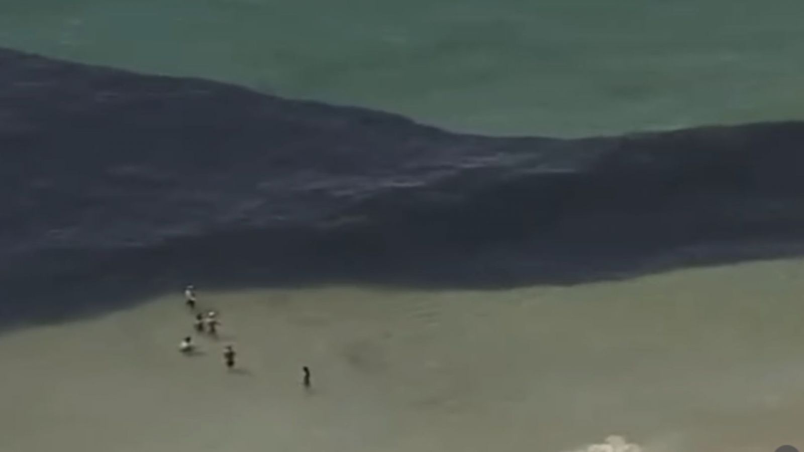 Banhistas nadam em meio a cardumes no Rio de Janeiro. Reprodução: GloboNews