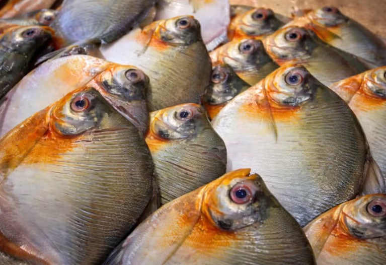 Pacu - Foto: Divulgação