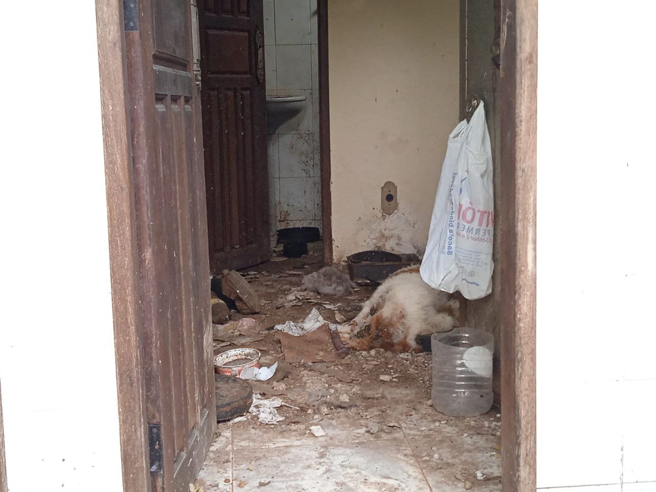 Cão morreu em cômodo da casa - Foto: Caio Guarlotte / Portal do Holanda
